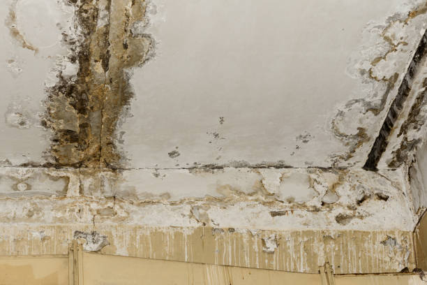 Best Forensic Mold Investigation  in Eleele, HI