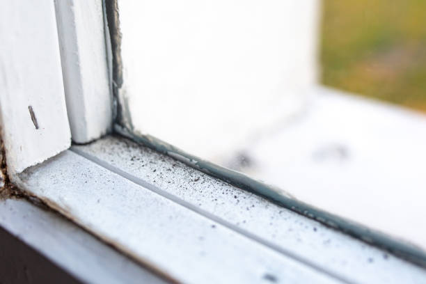 Best Emergency Mold Remediation  in Eleele, HI