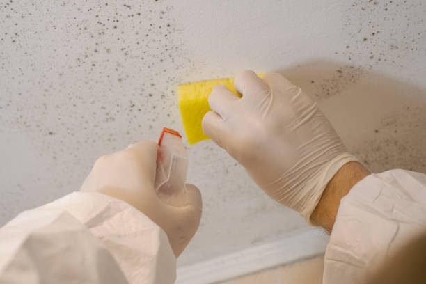 Best Dehumidification Services  in Eleele, HI