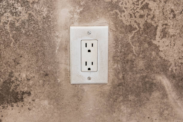 Best Basement Mold Removal  in Eleele, HI