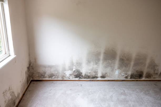 Asbestos and Lead Testing During Mold Inspection in Eleele, HI
